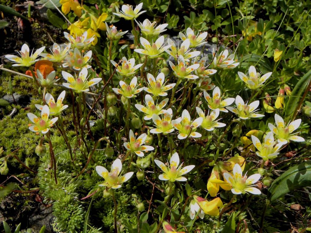 Saxifraga bryoides